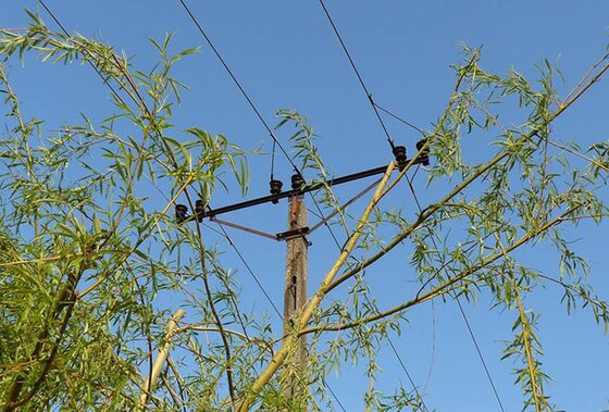 Közcélú hálózatot érintő növényzet érintésvédelmi metszése, gallyazása