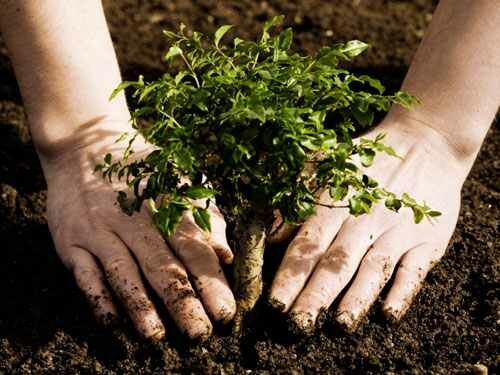 Lakossági tájékoztató a fás szárú növények telepítéséről és kivágásáról
