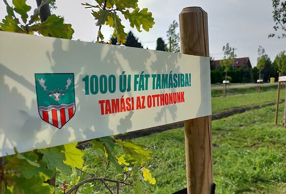 Folytatódik az 1000 új fát Tamásiba program